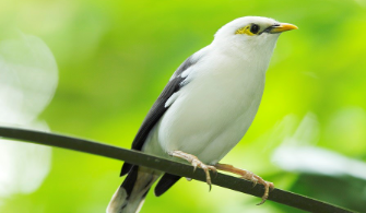 Wings of Asia: Rumah Burung Langka di Asia